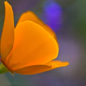 SBBG Wildflowers, Â©DeniseDewirePhotography