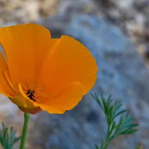 SBBG Wildflowers, Â©DeniseDewirePhotography