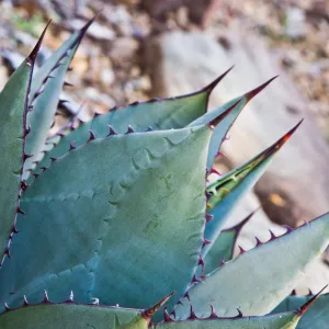 SBBG Wildflowers, Â©DeniseDewirePhotography (Century Plant)