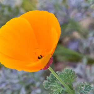 SBBG Wildflowers, Â©DeniseDewirePhotography