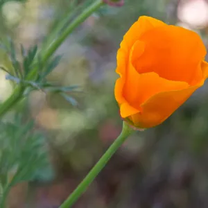 SBBG Wildflowers, Â©DeniseDewirePhotography