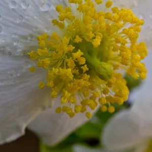 SBBG Wildflowers, Â©DeniseDewirePhotography