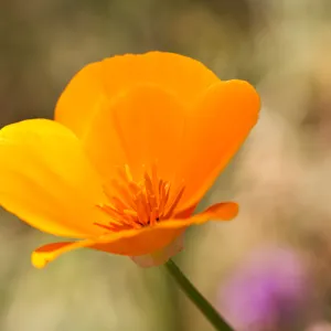 SBBG Wildflowers, Â©DeniseDewirePhotography