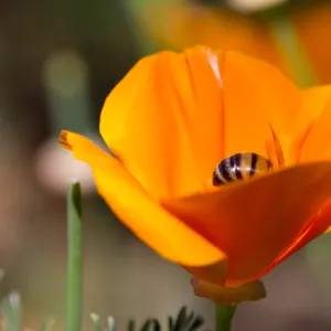SBBG Wildflowers, Â©DeniseDewirePhotography