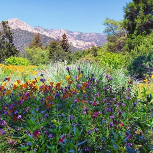 SBBG Wildflowers, Â©DeniseDewirePhotography