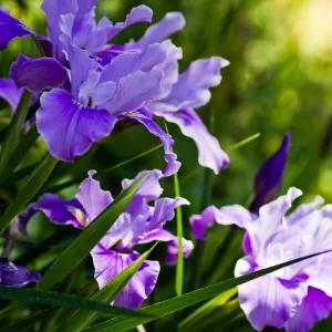 SBBG Wildflowers, Â©DeniseDewirePhotography