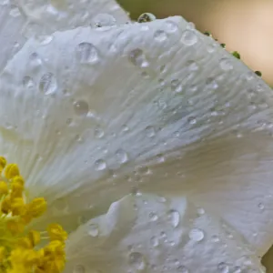 SBBG Wildflowers, Â©DeniseDewirePhotography