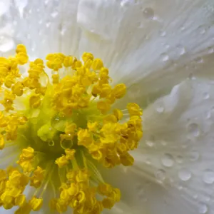 SBBG Wildflowers, Â©DeniseDewirePhotography