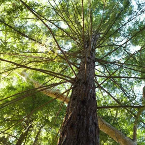 Redwood Section, SBBG Spring 2012, Â©ZstheDayPhotography (Coast Redwood)