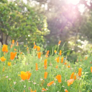 SBBG Spring 2012, Â©ZstheDayPhotography