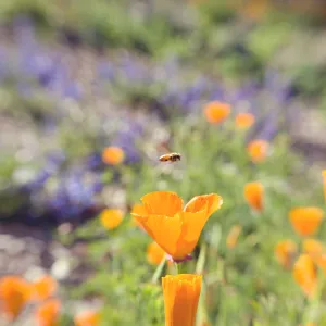 SBBG Spring 2012, Â©ZstheDayPhotography