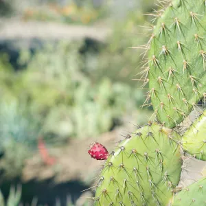 SBBG Spring 2012, Â©ZstheDayPhotography (Prickly-pear)