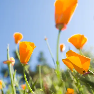 SBBG Spring 2012, Â©ZstheDayPhotography