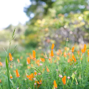 SBBG Spring 2012, Â©ZstheDayPhotography