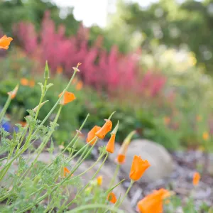 SBBG Spring 2012, Â©ZstheDayPhotography