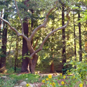 SBBG Spring 2012, Â©ZstheDayPhotography