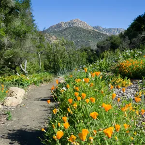 Porter Trail with poppies, SBBG Spring 2012, Â©ZstheDayPhotography