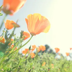 SBBG Spring 2012, Â©ZstheDayPhotography