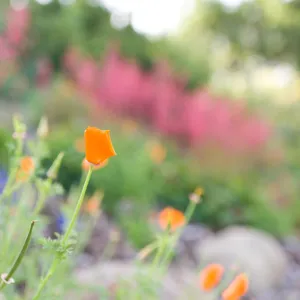 SBBG Spring 2012, Â©ZstheDayPhotography