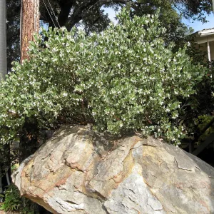 Arctostaphylos glauca next to the Herbarium building