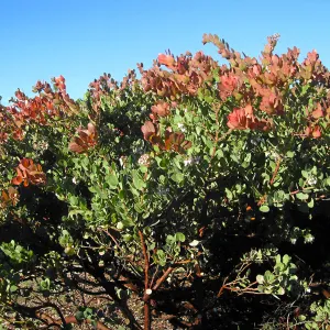 Arctostaphylos Canyon Blush on PorterTrail ridge
