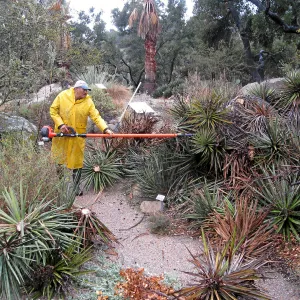 Fallen Mojave yucca (Yucca schidigera) during clean-up. Manuel Gonzales