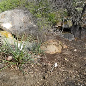 Fallen Mojave yucca (Yucca schidigera) after clean-up