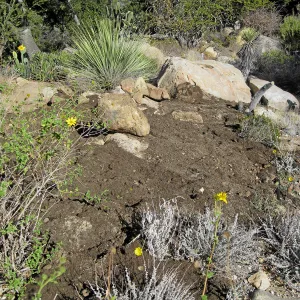 Reworked mound in Desert section before seeding with wildflowers