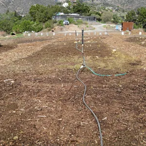 Gane House site seeded to wildflowers
