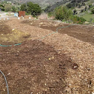 Gane House site seeded to wildflowers