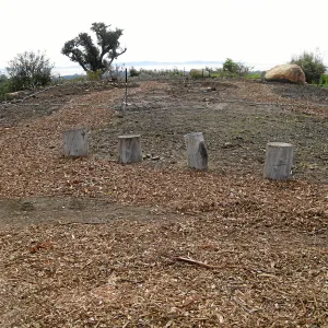 Gane House site seeded to wildflowers