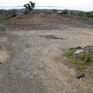 Gane House site seeded to wildflowers