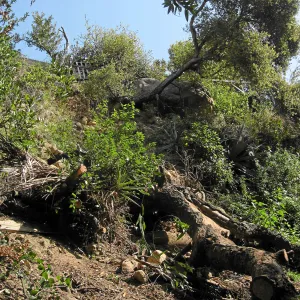 Unstable slope below Garden Growers lath house