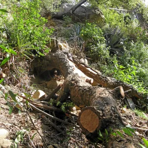 Unstable slope below Garden Growers lath house