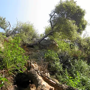 Unstable slope below Garden Growers lath house