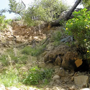 Unstable slope below Garden Growers lath house