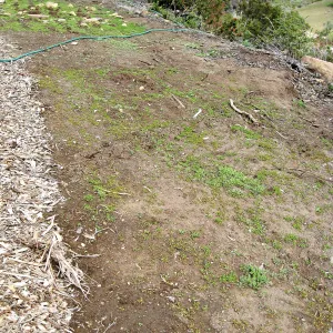 Gane site sowed to wildflowers