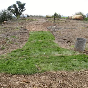 Native sod demonstration at Gane House site