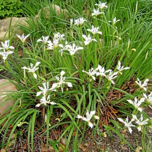 Iris in the Meadow View