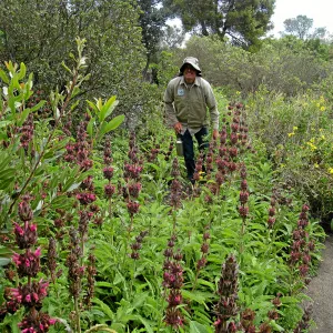 Hummingbird Sage top of Meadow, with Tony Lee