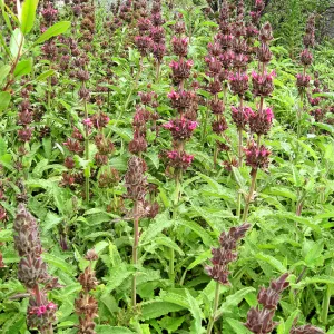 Hummingbird Sage top of Meadow