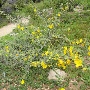 Fremontodendron California Glory