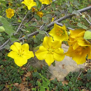 Fremontodendron California Glory
