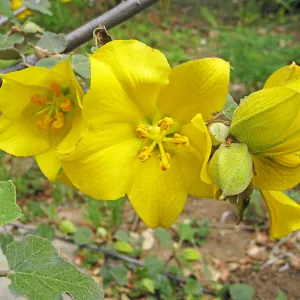 Fremontodendron California Glory