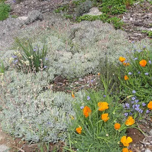 Dudleya hasseii in the Meadow View