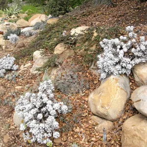 Eriogonum crocatum on parking lot bank