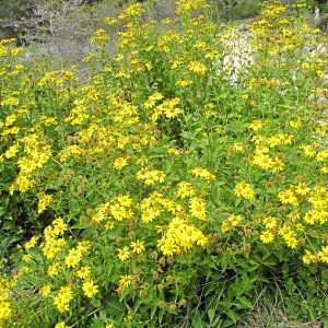 Verbesina hastata east side of Meadow
