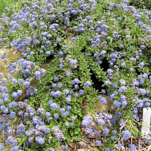 Ceanothus hearstiorum on parking lot bank