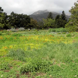 Wildflowers begining to bloom in the Meadow