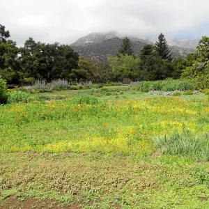 Wildflowers begining to bloom in the Meadow